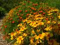 golden marigold